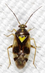 Orthops