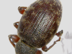 Otiorhynchus rotundus