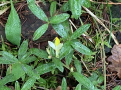 Polygaloides chamaebuxus