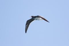 Ichthyaetus leucophthalmus