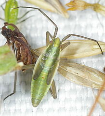 Megaloceroea recticornis