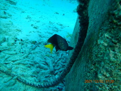 Microspathodon chrysurus