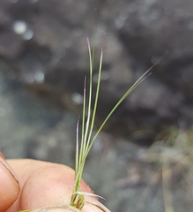 Aristida setacea