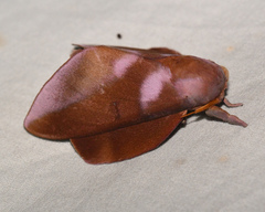 Othorene purpurascens