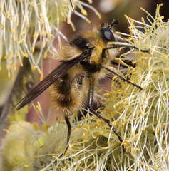 Criorhina nigripes