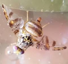 Ceratitis rosa