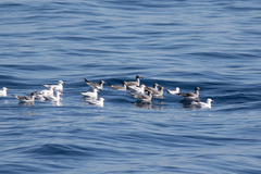 Ichthyaetus leucophthalmus