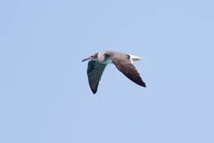 Ichthyaetus leucophthalmus