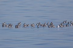 Ichthyaetus leucophthalmus