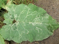 Phytomyza lappae