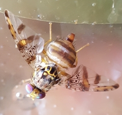 Ceratitis rosa