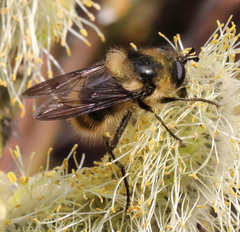 Criorhina nigripes