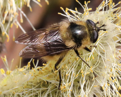 Criorhina nigripes