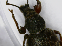 Otiorhynchus rotundus