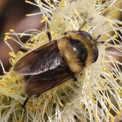 Criorhina nigripes