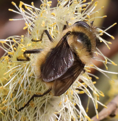 Criorhina nigripes