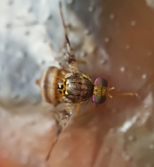 Ceratitis rosa