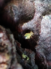 Calvatomina superba