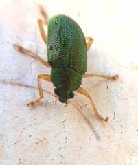 Colaspis