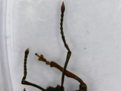 Otiorhynchus rotundus