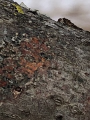Caloplaca cerina