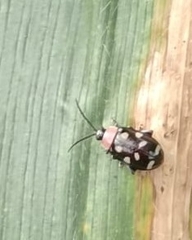 Omophoita
