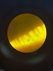 Hymenochaete microcycla