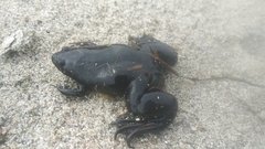 Xenopus laevis