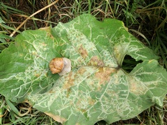 Phytomyza lappae