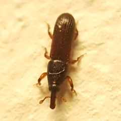 Cossoninae