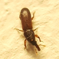 Cossoninae