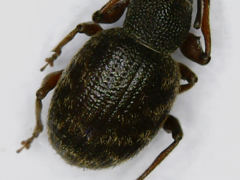 Otiorhynchus rotundus