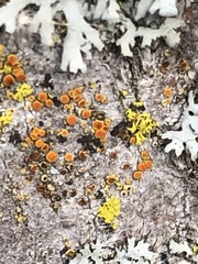 Athallia pyracea