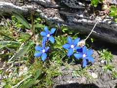 Gentiana verna