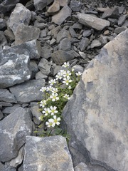 Cerastium latifolium