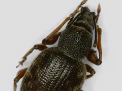 Otiorhynchus rotundus