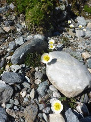 Ranunculus glacialis