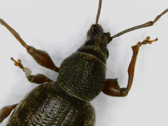 Otiorhynchus rotundus