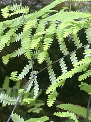 Gleichenia polypodioides
