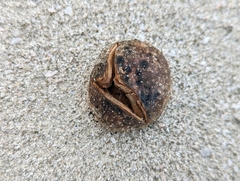 Scleroderma bermudense