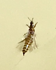 Phlaeothripidae