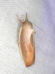 Ptyoptila matutinella