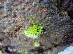 Tortula muralis muralis