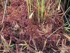 Drosera capensis