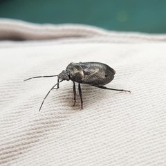 Antiteuchus