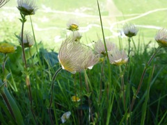 Geum montanum