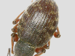 Otiorhynchus rotundus