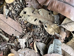 Hoplomutilla
