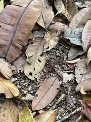 Hoplomutilla