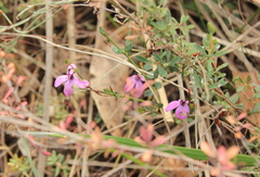 Tetratheca ciliata